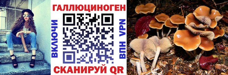где купить наркоту  блэк спрут ССЫЛКА  Псилоцибиновые грибы Psilocybine cubensis  Певек 